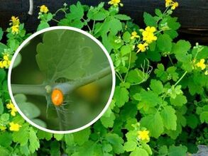 šťava z skorocelových bylín na liečbu plantárnych bradavíc